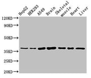 Western Blot Positive WB detected in: HepG2 whole cell lysate, HEK293 whole cell lysate, A549 whole cell lysate, Mouse brain tissue, Mouse skeletal muscle tissue, Rat heart tissue, Rat liver tissue All lanes: MYF6 antibody at 3µg/ml Secondary Goat...