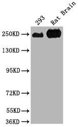 Western Blot Positive WB detected in: 293 whole cell lysate, Rat Brain tissue All lanes: MYH10 antibody at 1:2000 Secondary Goat polyclonal to rabbit IgG at 1/50000 dilution Predicted band size: 229, 231, 232, 233 kDa Observed band size: 250 kDa