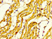 IHC image of CSB-PA015300LA01HU diluted at 1:800 and staining in paraffin-embedded human heart tissue performed on a Leica BondTM system. After dewaxing and hydration, antigen retrieval was mediated by high pressure in a citrate buffer (pH 6.0). S...
