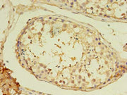 Immunohistochemistry of paraffin-embedded human testis tissue using CSB-PA015301LA01HU at dilution of 1:100