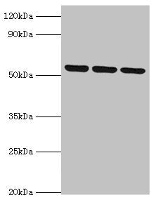 Western blot All lanes: MYOT antibody at 2µg/ml Lane 1: 293T whole cell lysate Lane 2: HepG2 whole cell lysate Lane 3: Mouse skeletal muscle tissue Secondary Goat polyclonal to rabbit IgG at 1/10000 dilution Predicted band size: 56, 36 kDa Observe...