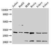 Western Blot Positive WB detected in: Jurkat whole cell lysate, HepG2 whole cell lysate, HL60 whole cell lysate, Rat brain tissue, Rat kidney tissue, Mouse kidney tissue All lanes: YWHAB antibody at 4µg/ml Secondary Goat polyclonal to rabbit IgG a...