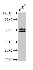 Western Blot Positive WB detected in: MCF-7 whole cell lysate All lanes: NCF2 antibody at 2.8µg/ml Secondary Goat polyclonal to rabbit IgG at 1/50000 dilution Predicted band size: 60, 48, 55, 51 kDa Observed band size: 51, 48 kDa