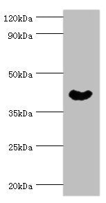 Western blot All lanes: Cytoplasmic protein NCK1 antibody at 4ug/ml + Rat liver tissue Secondary Goat polyclonal to rabbit IgG at 1/10000 dilution Predicted band size: 43, 36 kDa Observed band size: 43 kDa