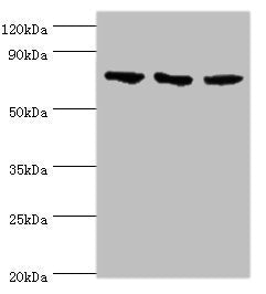 Western blot All lanes: NCL antibody at 4ug/ml Lane 1: Jurkat whole cell lysate Lane 2: Hela whole cell lysate Lane 3: 293T whole cell lysate Secondary Goat polyclonal to rabbit IgG at 1/10000 dilution Predicted band size: 77 kDa Observed band siz...