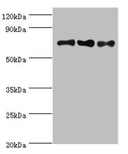 Western blot All lanes: NCL antibody at 8ug/ml Lane 1: Jurkat whole cell lysate Lane 2: Hela whole cell lysate Lane 3: 293T whole cell lysate Secondary Goat polyclonal to rabbit IgG at 1/10000 dilution Predicted band size: 77 kDa Observed band siz...