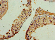 Immunohistochemistry of paraffin-embedded human testis tissue using CSB-PA015539HA01HU at dilution of 1:100