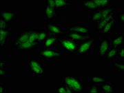 Immunofluorescent analysis of Hela cells using CSB-PA015547LA01HU at dilution of 1:100 and Alexa Fluor 488-congugated AffiniPure Goat Anti-Rabbit IgG(H+L)