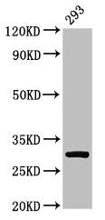 Western Blot Positive WB detected in: 293 whole cell lysate All lanes: RPA2 antibody at 2µg/ml Secondary Goat polyclonal to rabbit IgG at 1/50000 dilution Predicted band size: 30, 31, 39 kDa Observed band size: 30 kDa