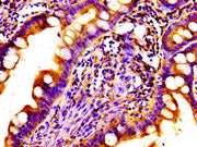 Immunohistochemistry of paraffin-embedded human small intestine tissue using CSB-PA015609LA01HU at dilution of 1:100