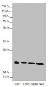 Western blot All lanes: NDUFB10 antibody at 3.04 ug/ml Lane 1: Hela whole cell lysate Lane 2: Jurkat whole cell lysate Lane 3: HepG2 whole cell lysate Lane 4: 293T whole cell lysate Secondary Goat polyclonal to rabbit IgG at 1/10000 dilution Predi...