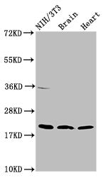Western Blot Positive WB detected in: NIH/3T3 whole cell lysate, Rat brain tissue, Mouse heart tissue All lanes: NDUFB8 antibody at 2ug/ml Secondary Goat polyclonal to rabbit IgG at 1/50000 dilution Predicted band size: 22, 21, 19 kDa Observed ban...
