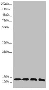 Western blot All lanes: NDUFS6 antibody at 1.1µg/ml Lane 1: Mouse heart tissue Lane 2: Mouse kidney tissue Lane 3: MCF-7 whole cell lysate Lane 4: HepG2 whole cell lysate Secondary Goat polyclonal to rabbit IgG at 1/10000 dilution Predicted band s...
