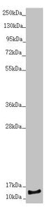 Western blot All lanes: NDUFS6 antibody at 1.67µg/ml + HepG2 whole cell lysate Secondary Goat polyclonal to rabbit IgG at 1/10000 dilution Predicted band size: 14 kDa Observed band size: 14 kDa