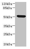 Western blot All lanes: NDUFV1 antibody at 3.46µg/ml + HepG2 whole cell lysate Secondary Goat polyclonal to rabbit IgG at 1/10000 dilution Predicted band size: 51, 50 kDa Observed band size: 51 kDa