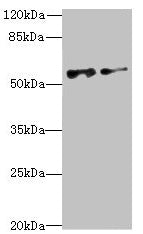 Western blot All lanes: NEK3 antibody at 6.04µg/ml Lane 1: MCF-7 whole cell lysate Lane 2: Hela whole cell lysate Secondary Goat polyclonal to rabbit IgG at 1/10000 dilution Predicted band size: 58, 56 kDa Observed band size: 58 kDa