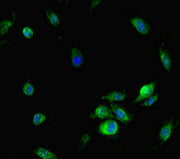 Immunofluorescent analysis of Hela cells using CSB-PA015744LA01HU at dilution of 1:100 and Alexa Fluor 488-congugated AffiniPure Goat Anti-Rabbit IgG(H+L)