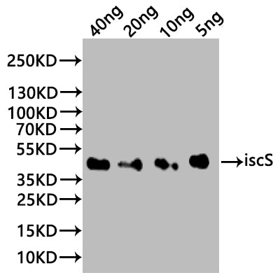 Western Blot Positive WB detected in: recombinant protein All lanes:iscS Antibody at 1:1000 Secondary Goat polyclonal to rabbit IgG at 1/20000 dilution Predicted band size: 38 kDa Observed band size: 38 kDa