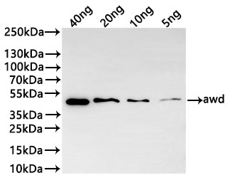 Western Blot Positive WB detected in: recombinant protein All lanes:awd Antibody at 1:1000 Secondary Goat polyclonal to rabbit IgG at 1/20000 dilution Predicted band size: 44.5 kDa Observed band size: 44 kDa