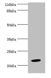 Western blot All lanes: NME6 antibody at 2µg/ml + Hela whole cell lysate Secondary Goat polyclonal to rabbit IgG at 1/10000 dilution Predicted band size: 22, 14, 19 kDa Observed band size: 22 kDa