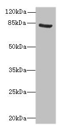 Western blot All lanes: NOL10 antibody at 8µg/ml + K562 whole cell lysate Secondary Goat polyclonal to rabbit IgG at 1/10000 dilution Predicted band size: 81, 75, 22, 78 kDa Observed band size: 81 kDa
