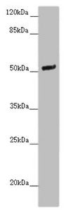 Western blot All lanes: NOXA1 antibody at 2 ug/ml + Mouse brain tissue Secondary Goat polyclonal to rabbit IgG at 1/10000 dilution Predicted band size: 51, 52, 46 kDa Observed band size: 51 kDa
