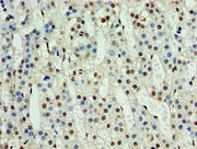 Immunohistochemistry of paraffin-embedded human adrenal gland tissue using CSB-PA015985DA01HU at dilution of 1:100