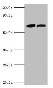 Western blot All lanes: Nuclear receptor subfamily 2 group C member 1 antibody at 10ug/ml Lane 1: PC-3 whole cell lysate Lane 2: 293T whole cell lysate Secondary Goat polyclonal to rabbit IgG at 1/10000 dilution Predicted band size: 68, 52, 54 kDa...