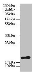 Western blot All lanes: NR2C2AP antibody at 4µg/ml + HL60 whole cell lysate Secondary Goat polyclonal to rabbit IgG at 1/10000 dilution Predicted band size: 16, 20 kDa Observed band size: 20 kDa
