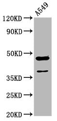 Western Blot Positive WB detected in: A549 whole cell lysate All lanes: NR2F1 antibody at 3.4µg/ml Secondary Goat polyclonal to rabbit IgG at 1/50000 dilution Predicted band size: 47 kDa Observed band size: 47 kDa