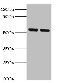 Western blot All lanes: Nuclear respiratory factor 1 antibody at 3ug/ml Lane 1: Mouse skeletal muscle tissue Lane 2: MCF-7 whole cell lysate Secondary Goat polyclonal to rabbit IgG at 1/10000 dilution Predicted band size: 54, 47, 37, 56 kDa Observ...