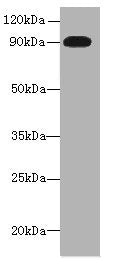 Western blot All lanes: NRG2 antibody at 16µg/ml + U251 whole cell lysate Secondary Goat polyclonal to rabbit IgG at 1/10000 dilution Predicted band size: 92, 91, 93, 47, 46, 68, 71 kDa Observed band size: 92 kDa