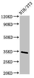 Western Blot Positive WB detected in: NIH/3T3 whole cell lysate All lanes: NTHL1 antibody at 4ug/ml Secondary Goat polyclonal to rabbit IgG at 1/50000 dilution Predicted band size: 35, 34, 33 kDa Observed band size: 35 kDa