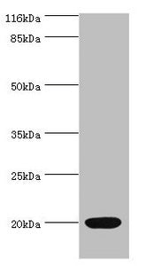 Western blot All lanes: NTS antibody at 2µg/ml + Mouse small intestine tissue Secondary Goat polyclonal to rabbit IgG at 1/10000 dilution Predicted band size: 20 kDa Observed band size: 20 kDa
