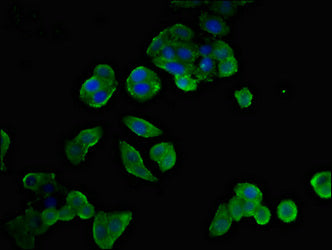 Immunofluorescent analysis of PC-3 cells using CSB-PA016137LA01HU at dilution of 1:100 and Alexa Fluor 488-congugated AffiniPure Goat Anti-Rabbit IgG(H+L)
