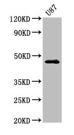 Western Blot Positive WB detected in: U87 whole cell lysate All lanes: NTSR2 antibody at 3.2µg/ml Secondary Goat polyclonal to rabbit IgG at 1/50000 dilution Predicted band size: 46 kDa Observed band size: 46 kDa