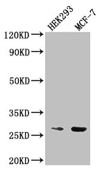 Western Blot Positive WB detected in: HEK293 whole cell lysate, MCF-7 whole cell lysate All lanes: NUDT21 antibody at 2.5µg/ml Secondary Goat polyclonal to rabbit IgG at 1/50000 dilution Predicted band size: 27 kDa Observed band size: 27 kDa