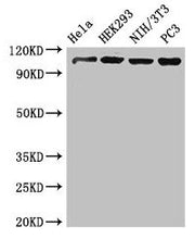 Western Blot Positive WB detected in: Hela whole cell lysate, HEK293 whole cell lysate, NIH/3T3 whole cell lysate, PC-3 whole cell lysate All lanes: NUP107 antibody at 3.4µg/ml Secondary Goat polyclonal to rabbit IgG at 1/50000 dilution Predicted...