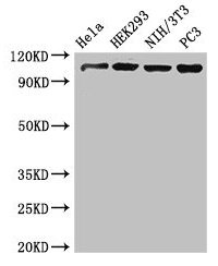 Western Blot Positive WB detected in: Hela whole cell lysate, HEK293 whole cell lysate, NIH/3T3 whole cell lysate, PC-3 whole cell lysate All lanes: NUP107 antibody at 3.4µg/ml Secondary Goat polyclonal to rabbit IgG at 1/50000 dilution Predicted...
