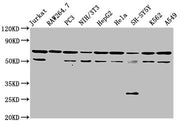 Western Blot Positive WB detected in: Jurkat whole cell lysate, RAW264.7 whole cell lysate, PC-3 whole cell lysate, NIH/3T3 whole cell lysate, HepG2 whole cell lysate, Hela whole cell lysate, SH-SY5Y whole cell lysate, K562 whole cell lysate, A549...