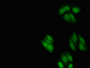 Immunofluorescent analysis of HepG2 cells using CSB-PA016218LA01HU at dilution of 1:100 and Alexa Fluor 488-congugated AffiniPure Goat Anti-Rabbit IgG(H+L)