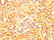 IHC image of CSB-PA016267LA01HU diluted at 1:300 and staining in paraffin-embedded human kidney tissue performed on a Leica BondTM system. After dewaxing and hydration, antigen retrieval was mediated by high pressure in a citrate buffer (pH 6.0)....