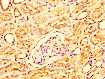 IHC image of CSB-PA016267LA01HU diluted at 1:300 and staining in paraffin-embedded human kidney tissue performed on a Leica BondTM system. After dewaxing and hydration, antigen retrieval was mediated by high pressure in a citrate buffer (pH 6.0)....