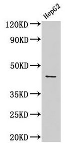 Western Blot Positive WB detected in: HepG2 whole cell lysate All lanes: ACTB antibody at 1:1000 Secondary Goat polyclonal to rabbit IgG at 1/50000 dilution Predicted band size: 42 kDa Observed band size: 42 kDa