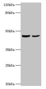 Western blot All lanes: OLA1 antibody at 2µg/ml Lane 1: HepG2 whole cell lysate Lane 2: Mouse stomach tissue Secondary Goat polyclonal to rabbit IgG at 1/10000 dilution Predicted band size: 45, 28, 32 kDa Observed band size: 45 kDa