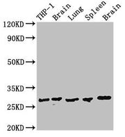 Western Blot Positive WB detected in: THP-1 whole cell lysate, Rat brain tissue, Rat lung tissue, Mouse spleen tissue, Mouse brain tissue All lanes: OLIG1 antibody at 2.8µg/ml Secondary Goat polyclonal to rabbit IgG at 1/50000 dilution Predicted b...