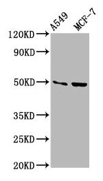 Western Blot Positive WB detected in: A549 whole cell lysate, MCF-7 whole cell lysate All lanes: OMD antibody at 3.5µg/ml Secondary Goat polyclonal to rabbit IgG at 1/50000 dilution Predicted band size: 50 kDa Observed band size: 50 kDa