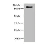 Western blot All lanes: OPHN1 antibody at 1.87ug/ml + A549 whole cell lysate Secondary Goat polyclonal to rabbit IgG at 1/10000 dilution Predicted band size: 92, 37 kDa Observed band size: 92 kDa