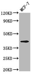 Western Blot Positive WB detected in: MCF-7 whole cell lysate All lanes: OPN1MW antibody at 3.2µg/ml Secondary Goat polyclonal to rabbit IgG at 1/50000 dilution Predicted band size: 41 kDa Observed band size: 41 kDa