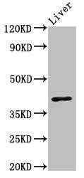 Western Blot Positive WB detected in: Mouse liver tissue All lanes: OPRL1 antibody at 3ug/ml Secondary Goat polyclonal to rabbit IgG at 1/50000 dilution Predicted band size: 41 kDa Observed band size: 41 kDa